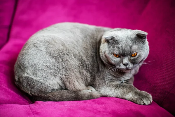 Lat Fet Skotsk Veck Katt Ligger Sovande Hemma Bakgrund Överviktiga — Stockfoto