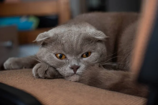 Leniwy Tłusty Szkocki Krotnie Kot Leży Śpi Tle Domu — Zdjęcie stockowe