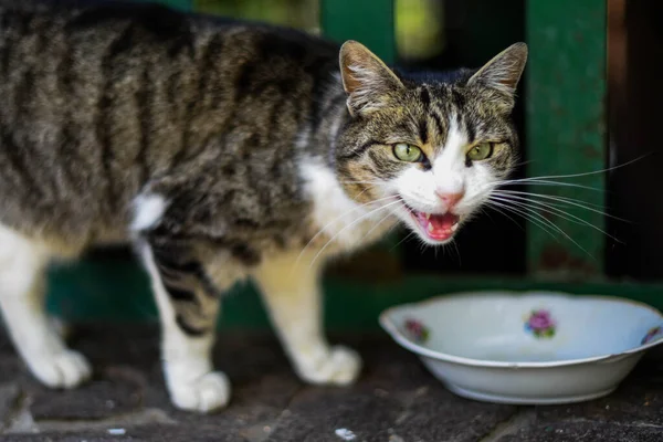 Homeless cat portrait. A beautiful cat with beauty eyes with a plate. Animals are homeless. Small depth of field.