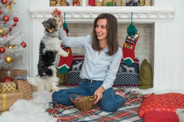 Mutlu Noeller ve mutlu yıllar! Köpek kunduzları York 'u çiftleştirir. Sahibiyle yastıkta mutlu mesut eğlenirler..