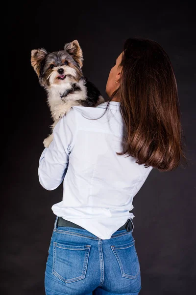 Beaver york dog. Beaver Yorkshire Terrier. Puppy, friend, baby, groomer. Dog having fun happy on black studio background with his owner