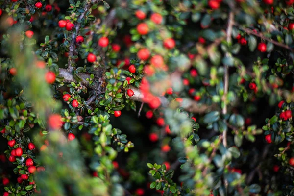 Herbst Natürlicher Hintergrund Mit Roter Gaultheria Und Seichtem Fokus — Stockfoto