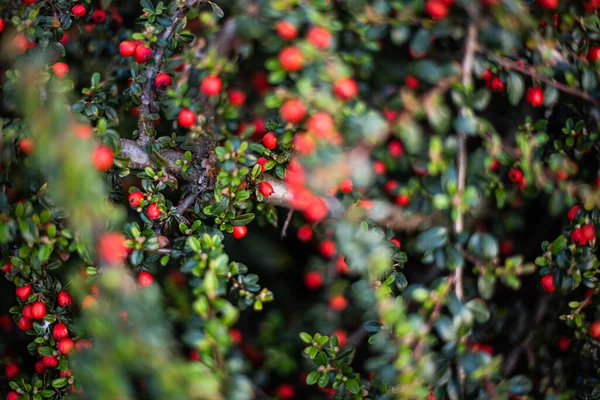 Automne Fond Naturel Avec Gaulthérie Rouge Foyer Peu Profond — Photo