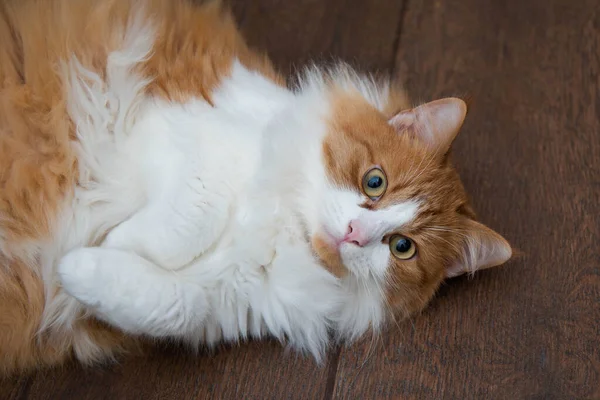 Портрет Червоної Кішки Вдома — стокове фото