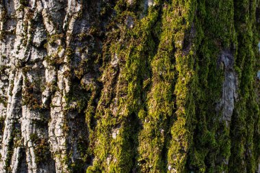 Ahşap Doku. Meşe kabuğunun kabartmalı dokusu. Meşe dokusunun yosunlu panoramik fotoğrafı.