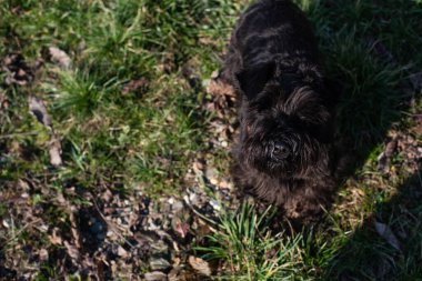 Parktaki şirin siyah minyatür schnauzer portresi..