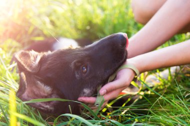 Alman çoban köpeği çimlerde