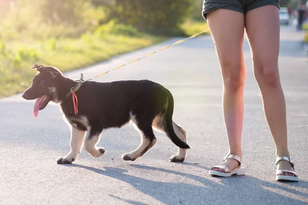 산책하는 양치기 강아지 — 스톡 사진