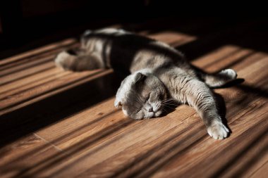 Sevimli İskoç Kedisi. Evde yerde yatıyordu. Güzelliğin yaratıcı gölgeleri.