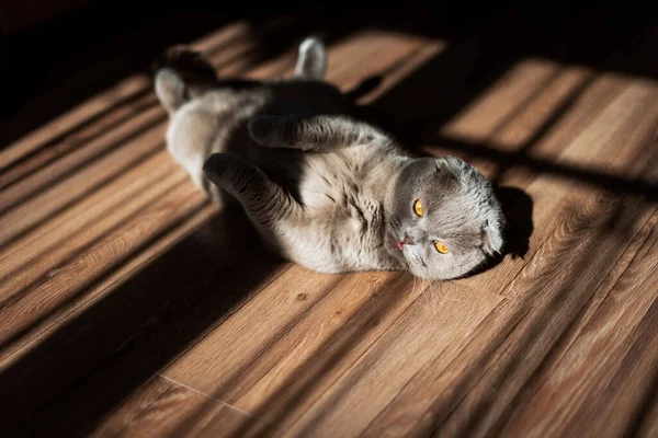 スコットランドの猫 家の裏の床に横になって 美の創造的な影 — ストック写真