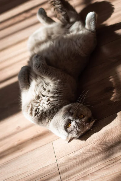 Kärleksfull Skotsk Vik Katt Ligga Baksidan Golvet Hemma Skönhet Kreativa — Stockfoto