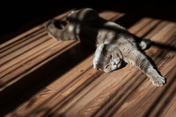 Kochany Szkocki Fold Cat Leży Podłodze Domu Piękno Twórcze Cienie — Zdjęcie stockowe