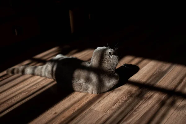 Kärleksfull Skotsk Vik Katt Liggande Golvet Hemma Skönhet Kreativa Skuggor — Stockfoto