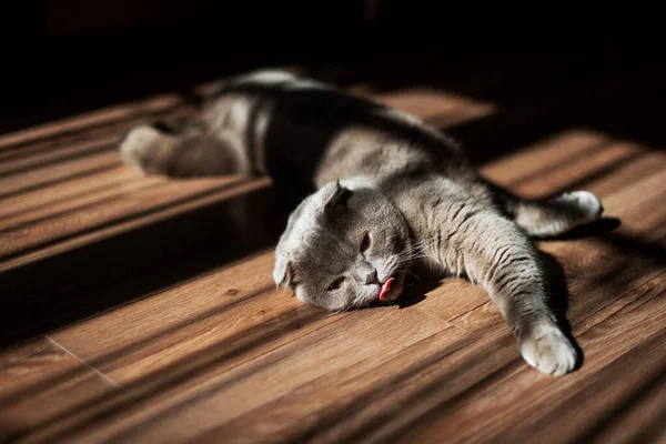 Lovable Scottish Fold Cat. lying on floor at home. Beauty creative shadows.