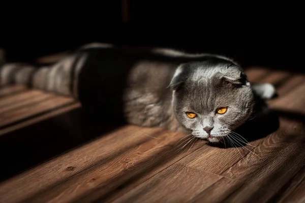 Liefdevolle Schotse Vouwkat Liggen Vloer Thuis Schoonheid Creatieve Schaduwen — Stockfoto