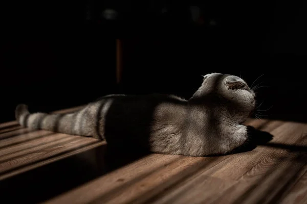 Liefdevolle Schotse Vouwkat Liggen Vloer Thuis Schoonheid Creatieve Schaduwen — Stockfoto