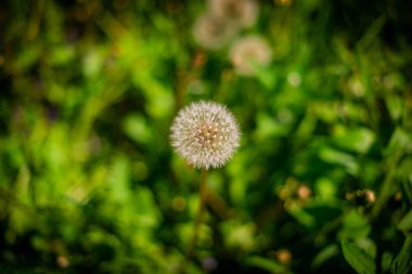 Karahindiba tohumları sabah güneş ışığı altında taze yeşil bir arka planda uçup gidiyor.
