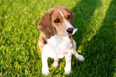 Yeşil çimenlerde oturan av köpeği.