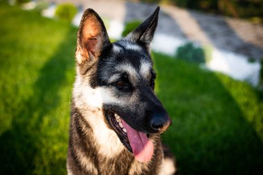Doğu Avrupa Çobanı evin yakınındaki yeşil çimlerde oturuyor.