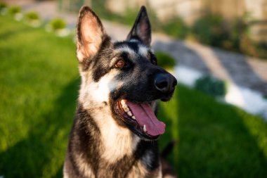 Doğu Avrupa Çobanı evin yakınındaki yeşil çimlerde oturuyor.