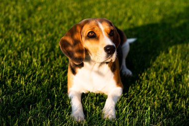 Yeşil çimenlerde oturan av köpeği.