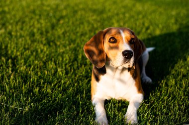 Yeşil çimenlerde oturan av köpeği.