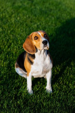 Yeşil çimenlerde oturan av köpeği.