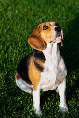 Yeşil çimenlerde oturan av köpeği.
