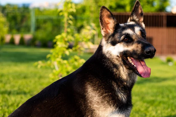 Eastern European Shepherd Sitting Green Grass Garden House — Stock Photo, Image