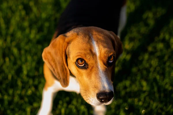 Beagle Κάθεται Στο Πράσινο Γρασίδι — Φωτογραφία Αρχείου