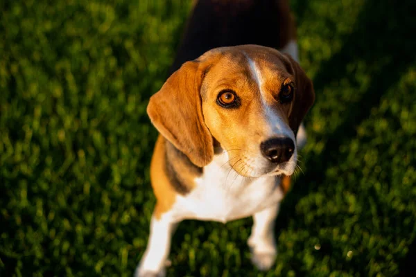 Beagle Κάθεται Στο Πράσινο Γρασίδι — Φωτογραφία Αρχείου