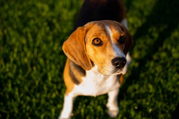 Beagle Sitter Grönt Gräs — Stockfoto