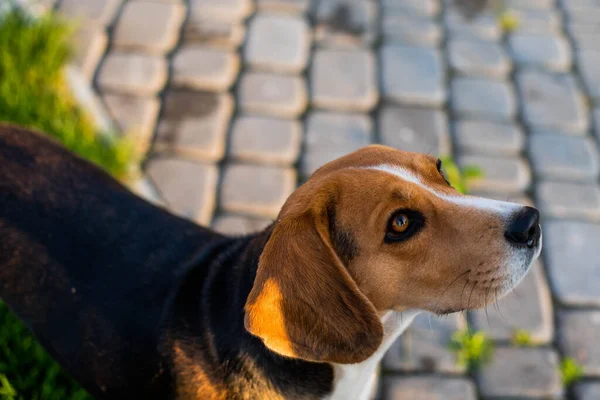 Beagle Perro Aire Libre Viendo Dueño —  Fotos de Stock