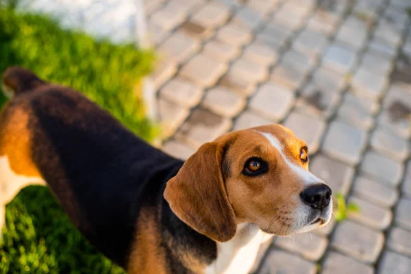 Cão Beagle Livre Vendo Para Seu Proprietário — Fotografia de Stock