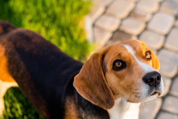 ビーグル犬を屋外で 所有者を探して — ストック写真