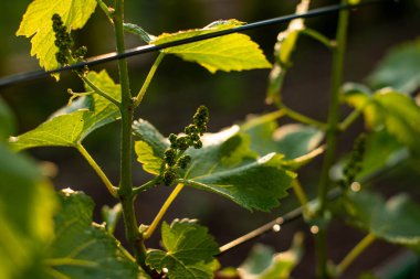 Yeşil yapraklı küçük üzümler, olgunlaşmamış üzümler.