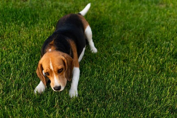 緑の芝生の屋外に横たわっている遊び心のあるビーグル犬 — ストック写真