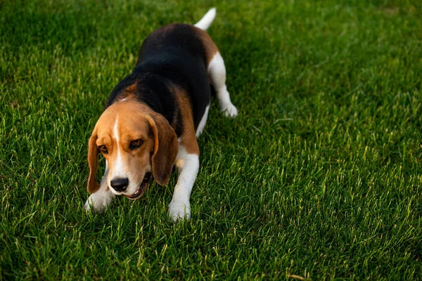 黄金の太陽の光で満たされている夜の緑の芝生の屋外に横たわっている遊び心のあるビーグル犬 — ストック写真