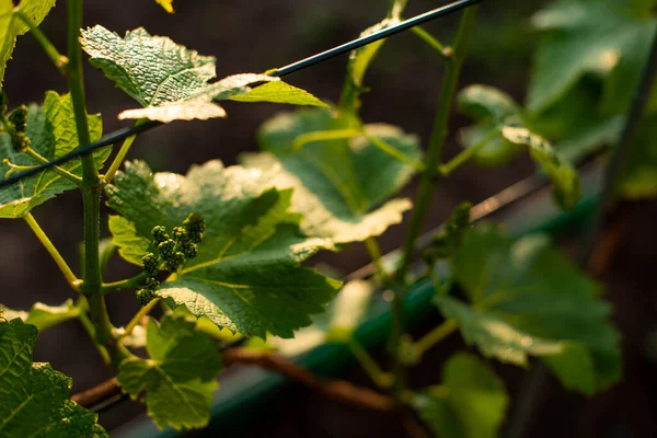 Małe Winogrona Tle Zielonych Liści Niedojrzałe Grona Winogron — Zdjęcie stockowe