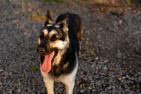 Perro Pastor Europa Del Este Adolescente Sienta Con Las Orejas —  Fotos de Stock