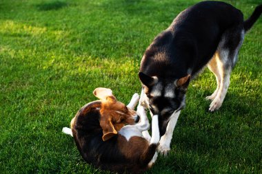 Beagle köpeği ve Doğu Avrupalı çoban köpeği evin yanındaki çimlerde oynuyorlar..