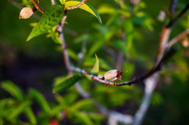 Küçük şeftali enfiye yeni doğmuş bir bebek.