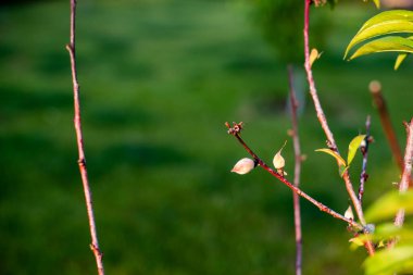 Küçük şeftali enfiye yeni doğmuş bir bebek.