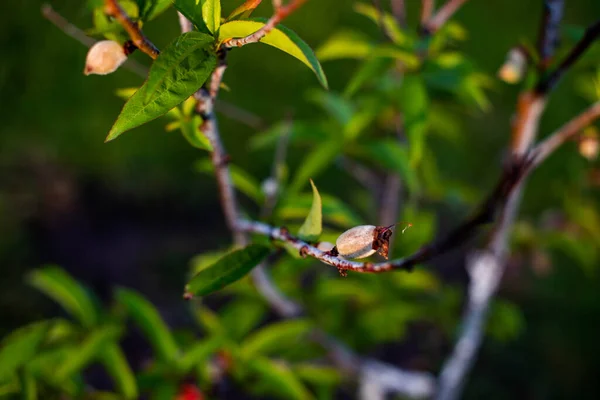 Small Peach Snuff Newborn Gaeden — Stock Photo, Image