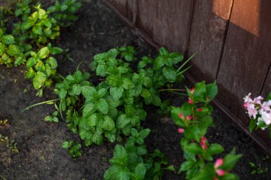 Nane bitkisi bahçede yetişir.