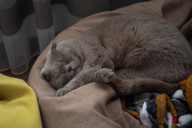 İskoç kedisi evde yatıp uyuyor..