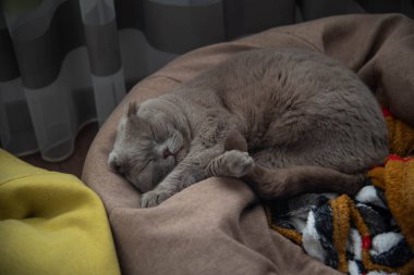 İskoç kedisi evde yatıp uyuyor..