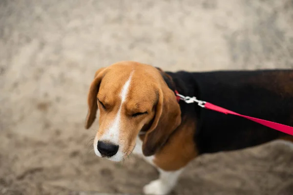 散歩のためのビーグル犬 — ストック写真