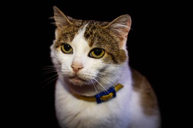 Evcil kedi yavrusu evde. Kedi portresi. Şirin ev kedisi vuruşu. Komik kedi portresi. Kadın blogcunun samimi Flatlay 'i.