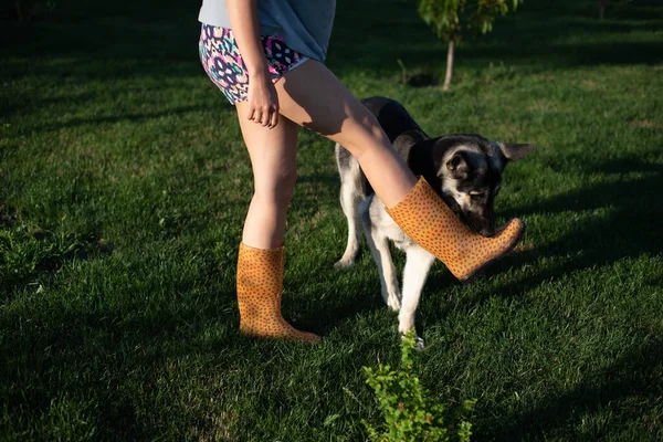 かわいい10代の女の子はドイツの羊飼いの犬を抱いている 可愛いです若いです女性とともにA子犬犬で自然 — ストック写真